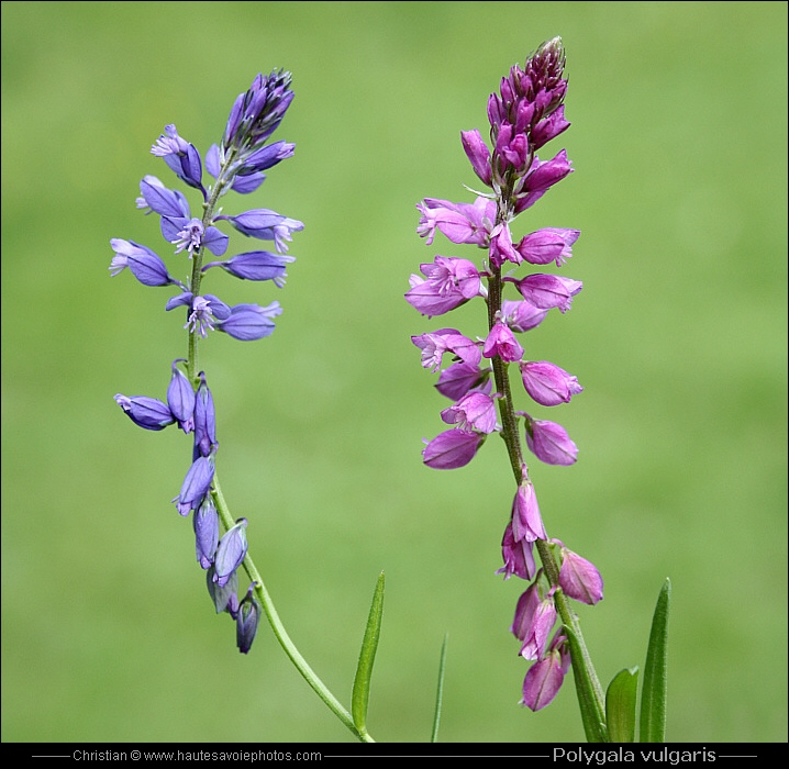 2 polygala de couleur différentes, un rose et une bleue
