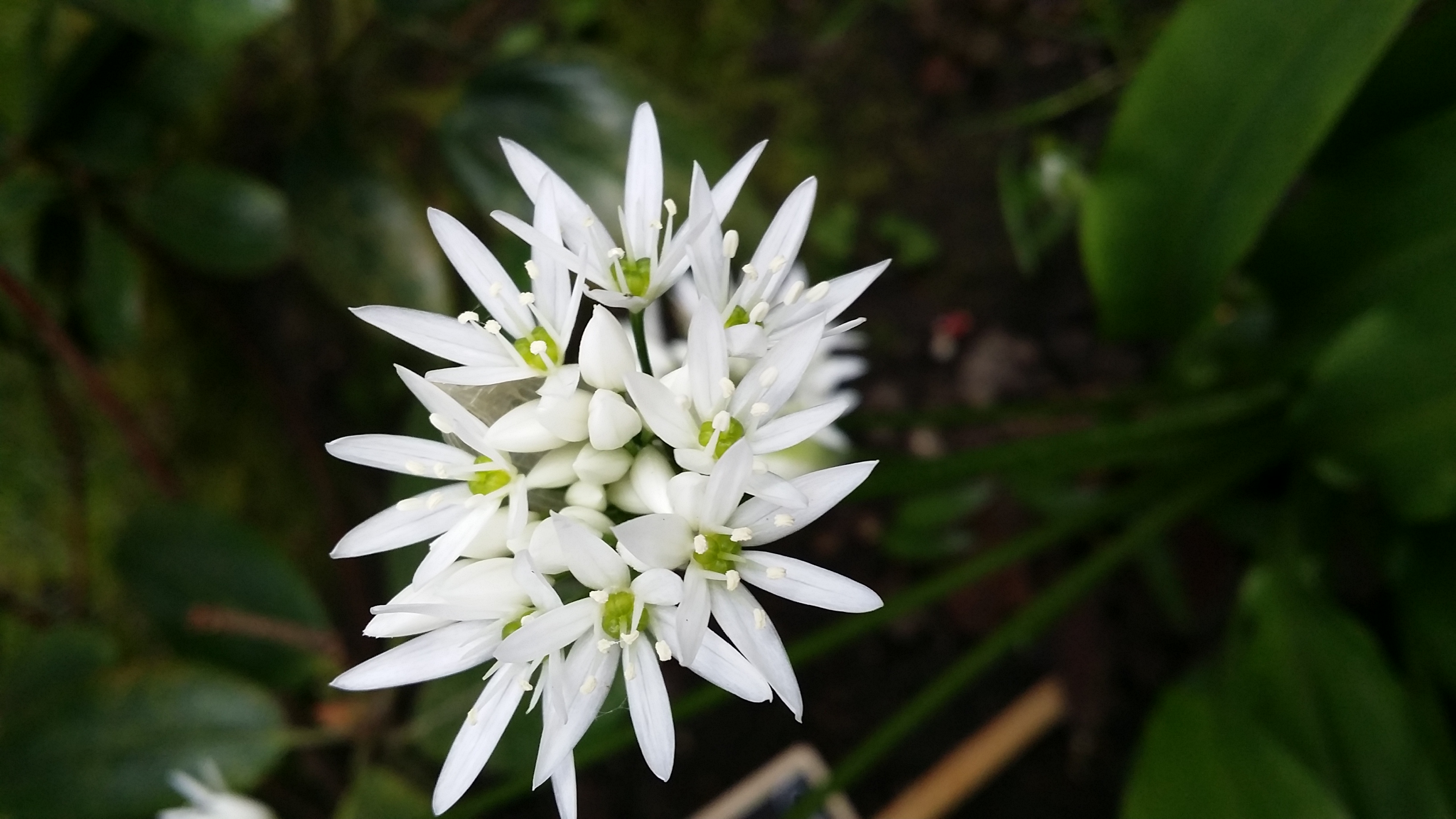 C'est la fleur de l'ail des ours