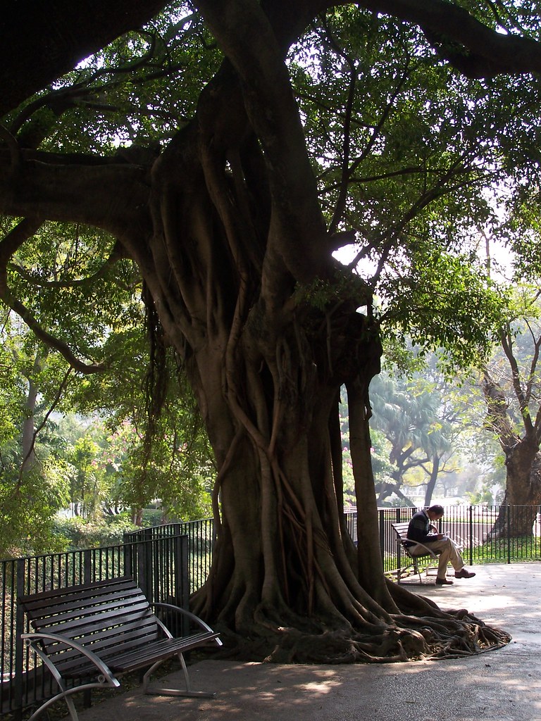 Figuier des banians  a HongKong