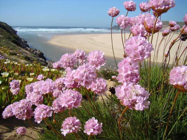 Saudade (armeria pungens)