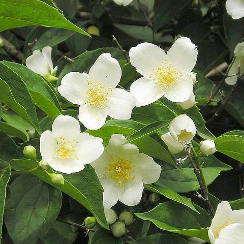 Jasmin