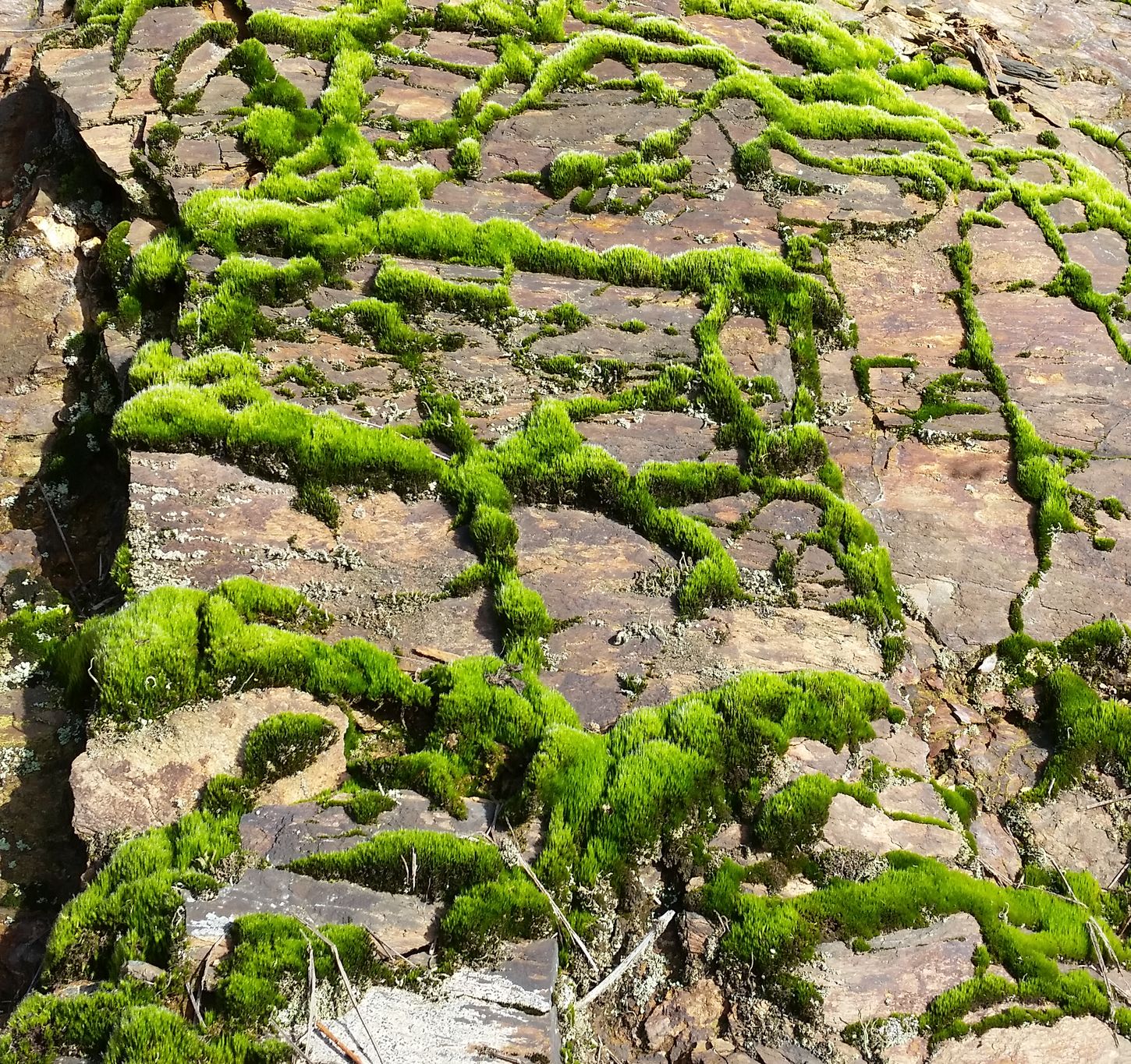 Mousse sur de la roche