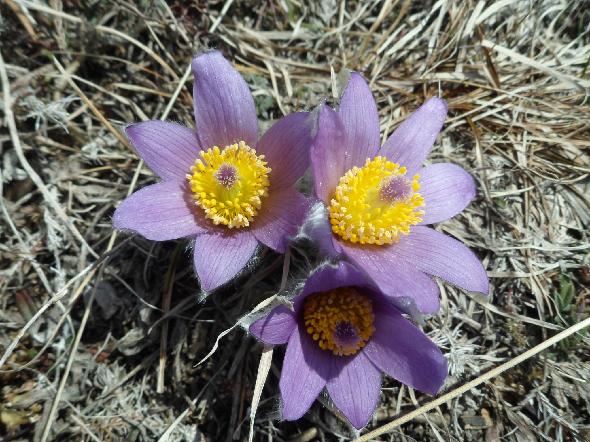 la pulsatille printanère