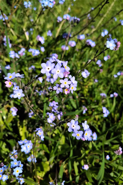c'est une photo de mon jardin avec un myosotis en premier plan (un peu flou d'ailleurs)