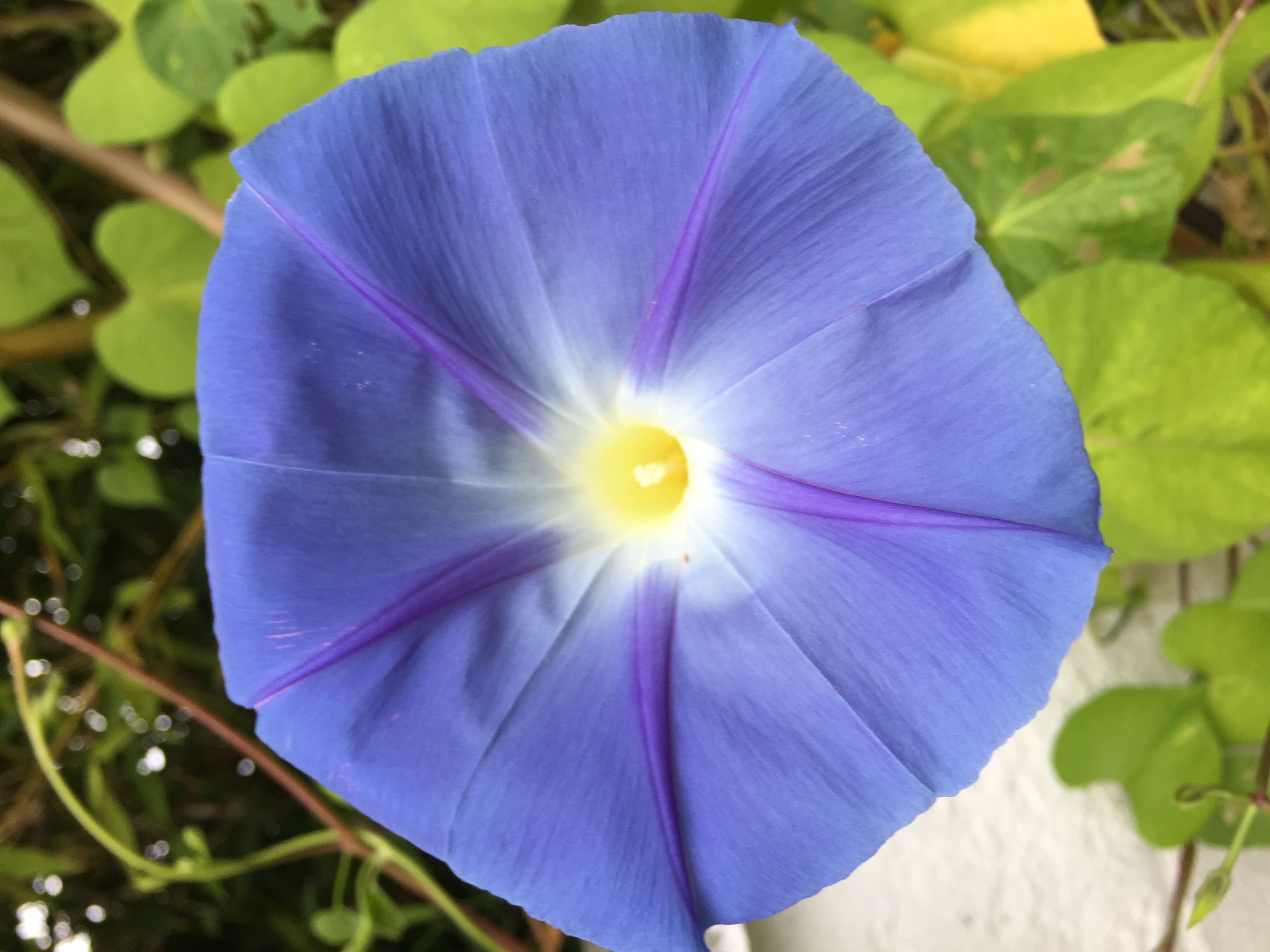 Belle fleur bleue éclatante