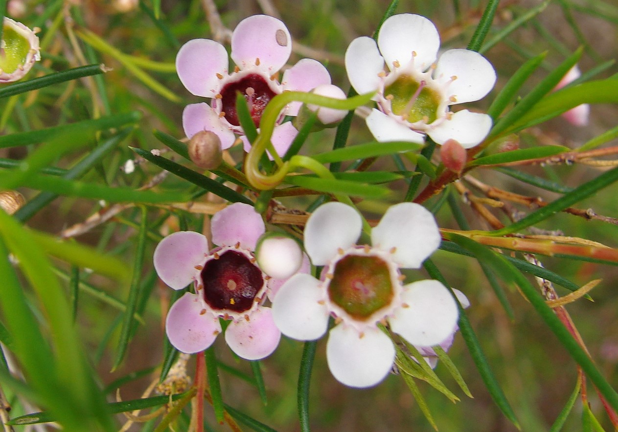 Fleurs de wax blanche, photographie en macro