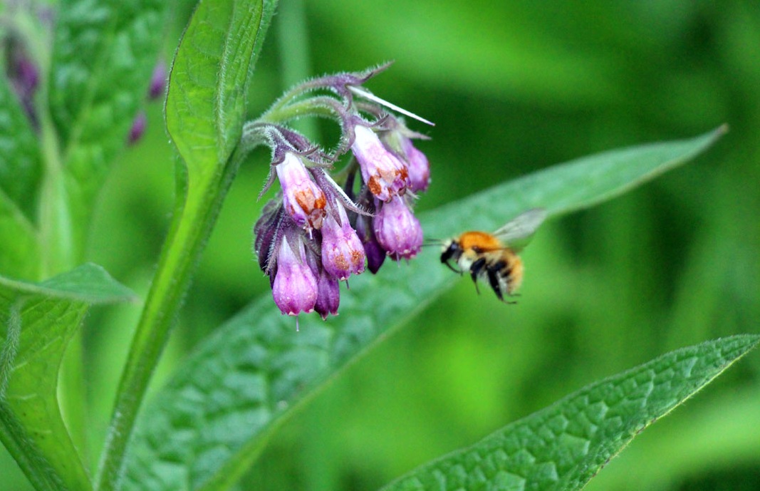 Abeille butinant une fleur de consoude