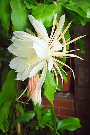 Grande fleur blanche exotique, vue de profil.