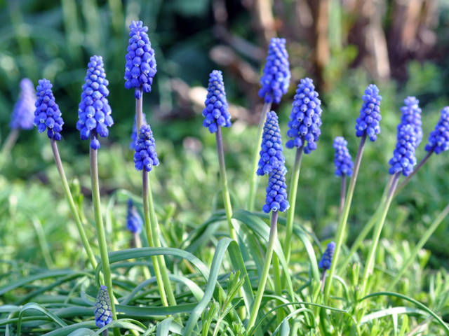 muscari armeniacum