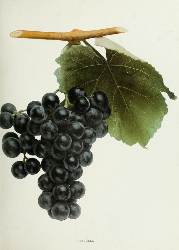 grappe de raisin noir