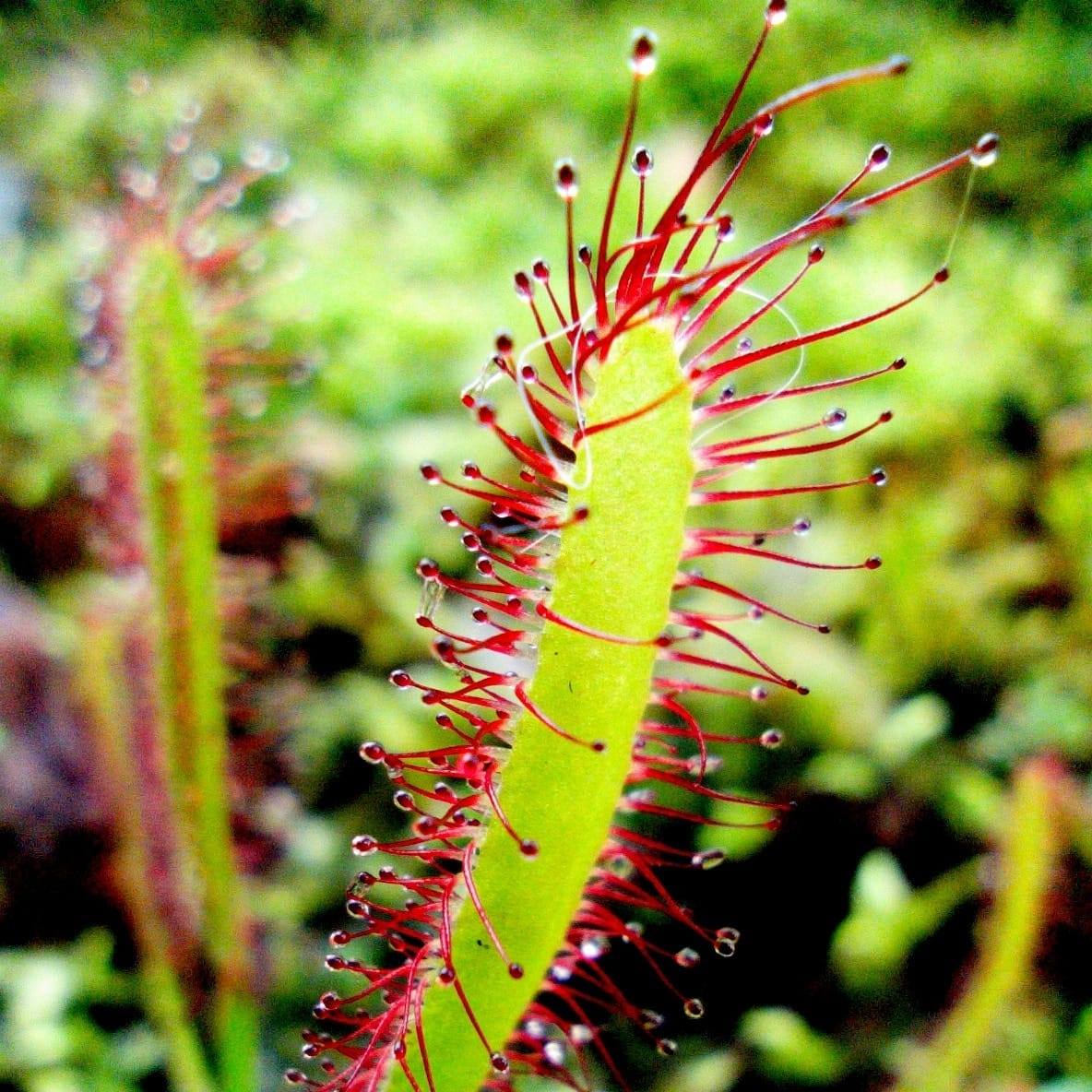 Drosera Capensis var. Rubra