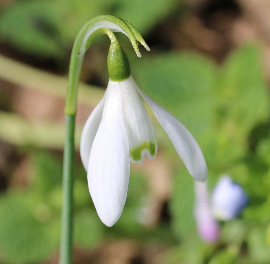 Ma photo d'un perce-neige