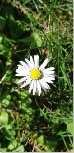 Annexe Paquerette.JPG