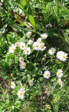 Annexe Paquerette3.JPG