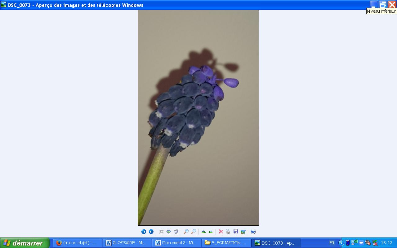 Annexe Inflorescence Muscari.jpg