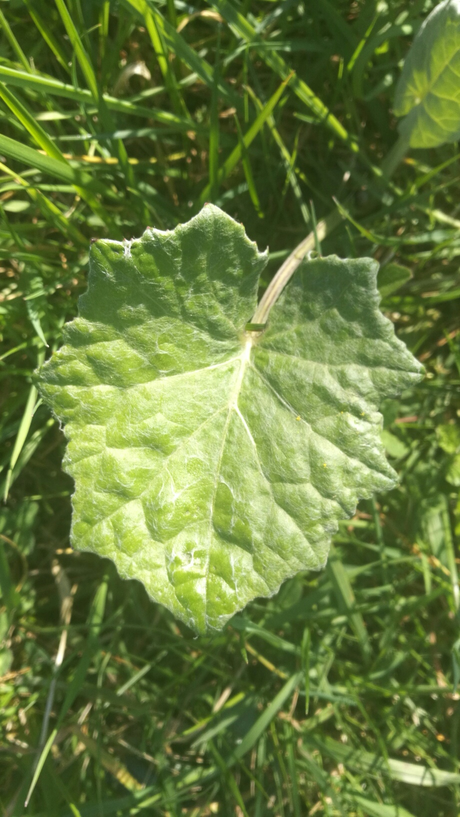 Annexe Tussilage _feuille .jpg