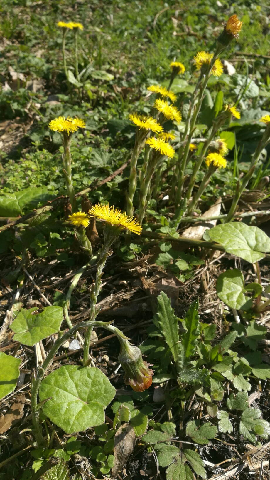 Annexe Tussilage_1.jpg