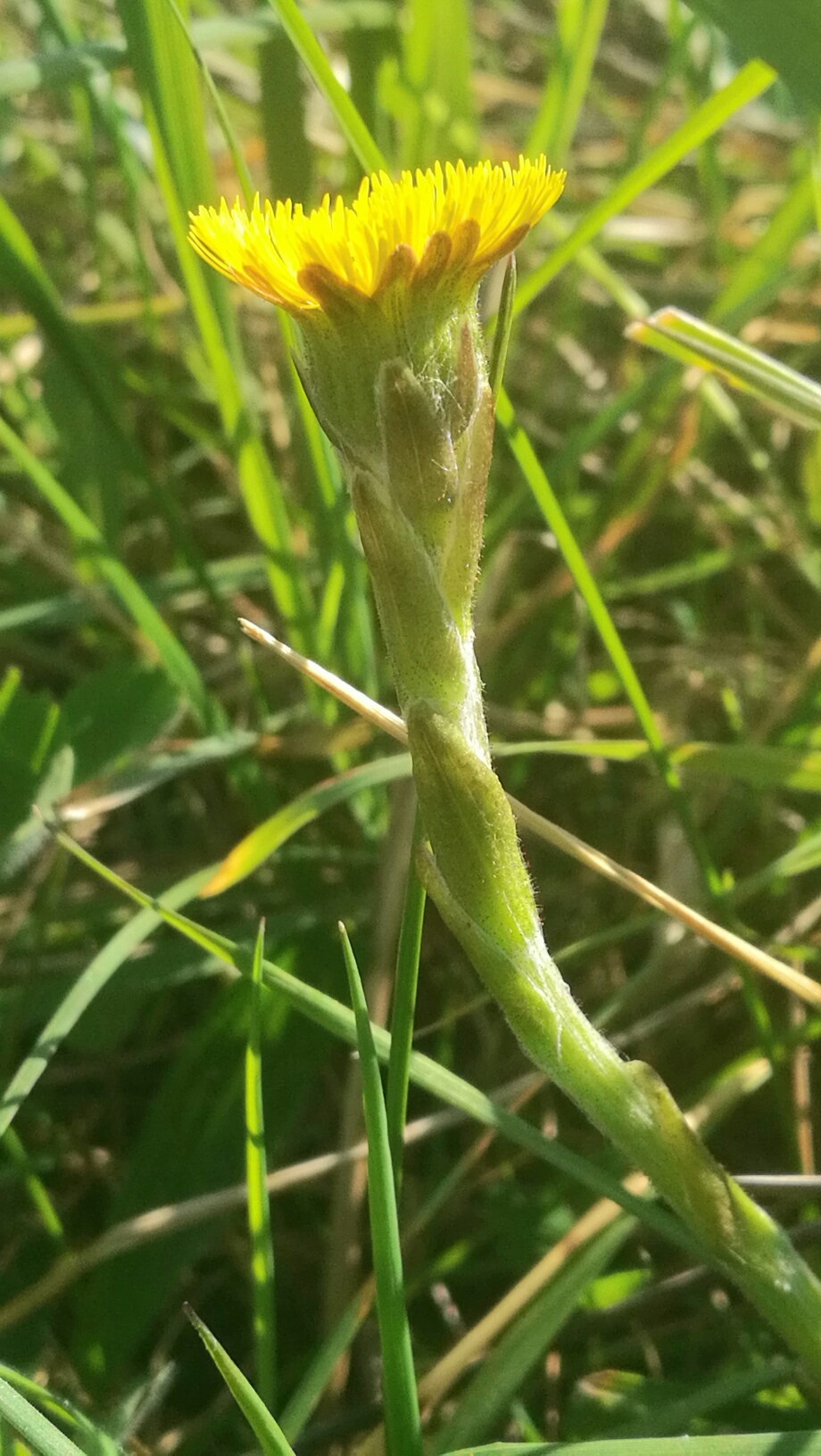 Annexe Tussilage_tige_fleur.jpg