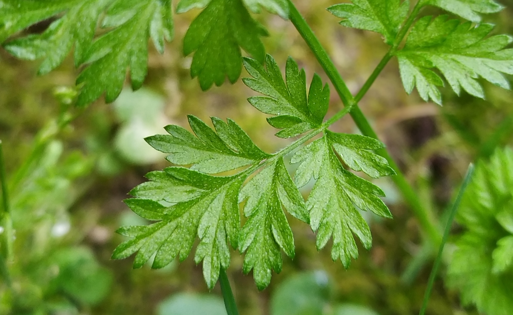 Annexe IMG_20200326_152134.jpg