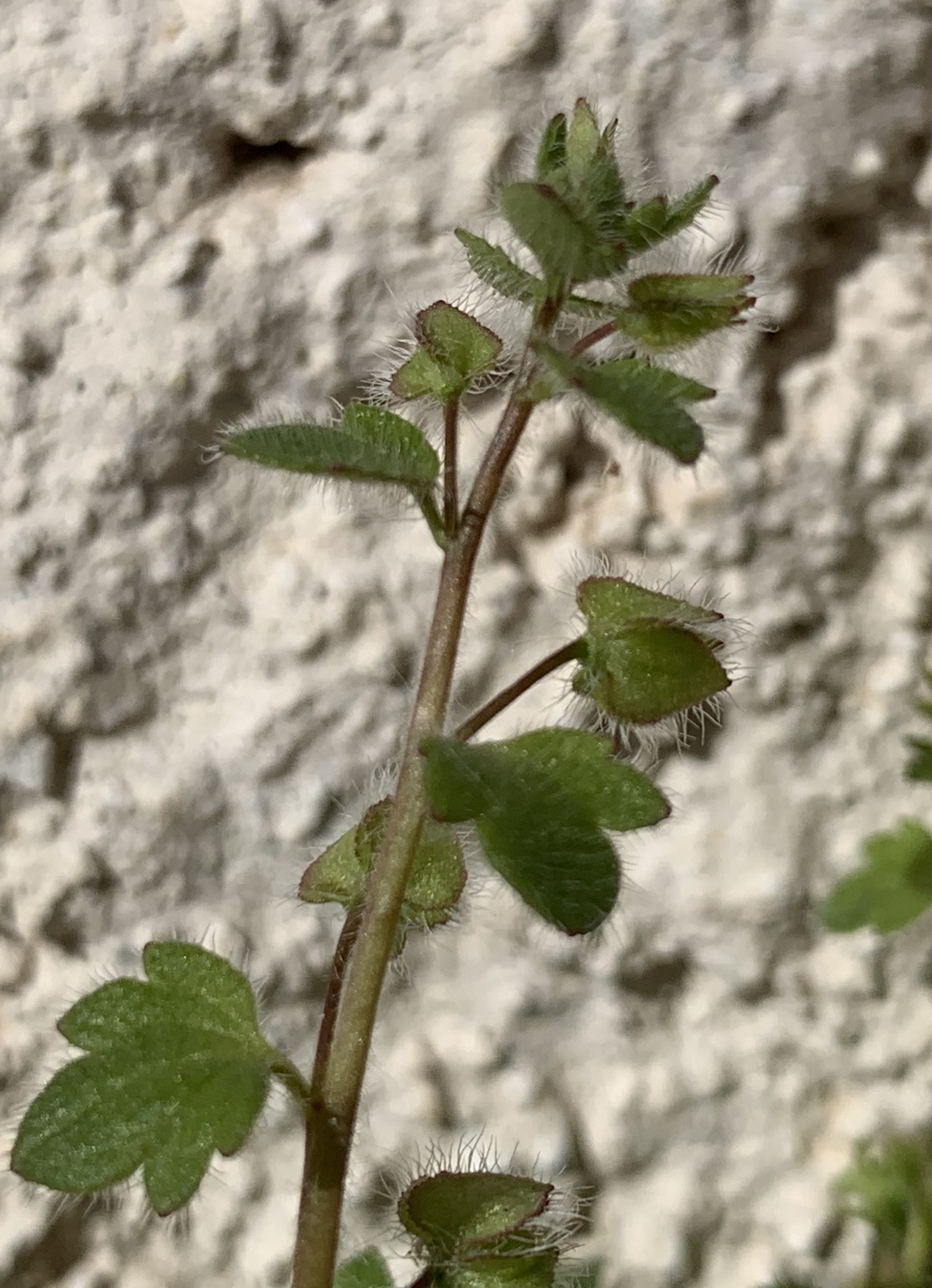 Annexe IMG_2152.jpeg