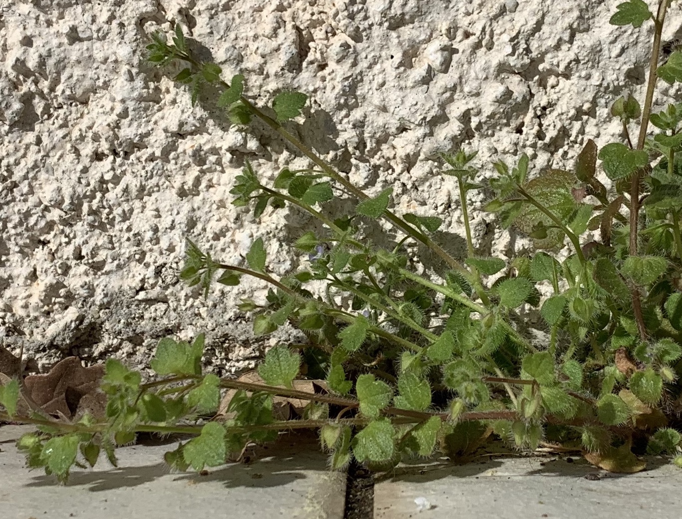 Annexe IMG_2155.jpeg