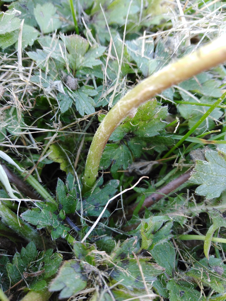 Annexe IMG_20200326_152737.jpg