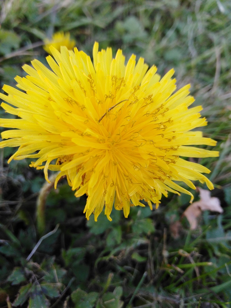 Annexe IMG_20200326_152740.jpg