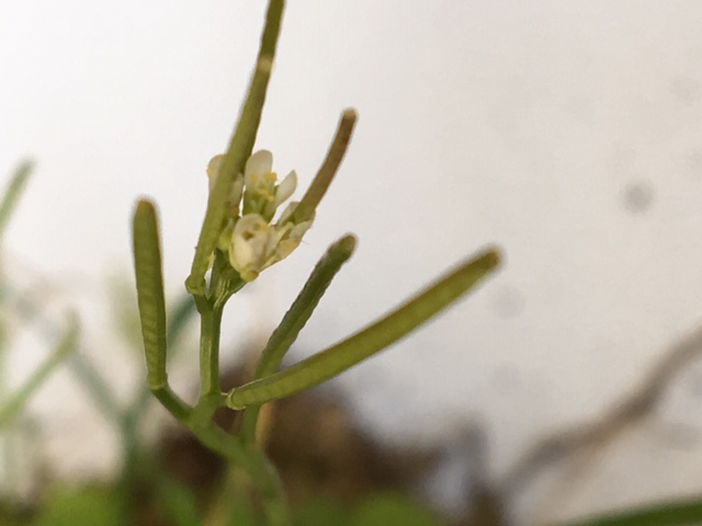 Annexe observer une plante fleur et fruit.JPG