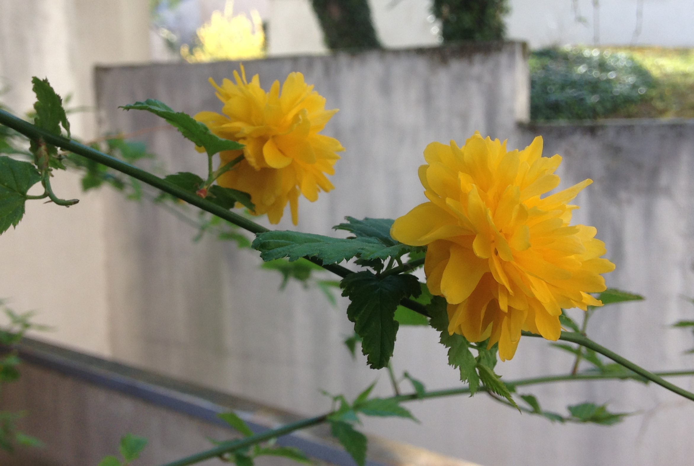 Annexe IMG_1420 (2).JPG