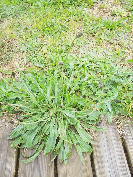 Annexe plantain_1.jpg