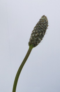 Annexe plantain_fruit.jpg