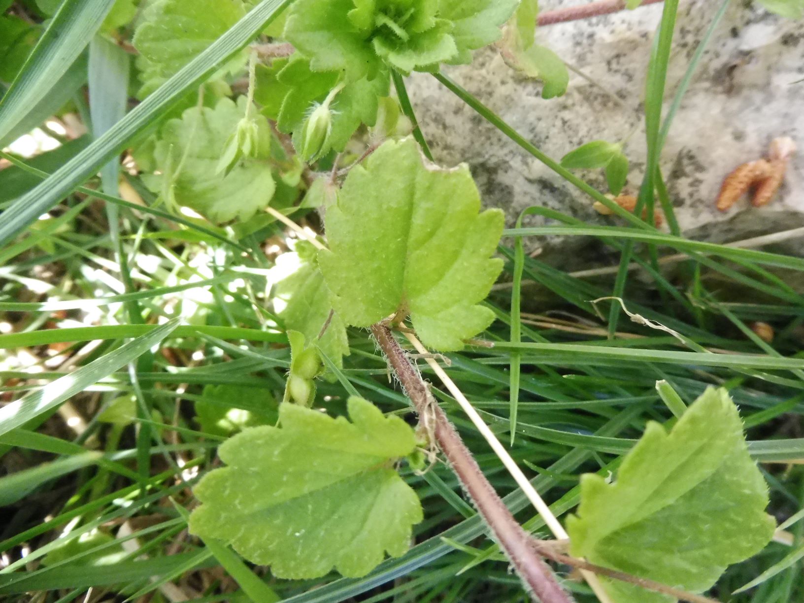 Annexe pétales .JPG