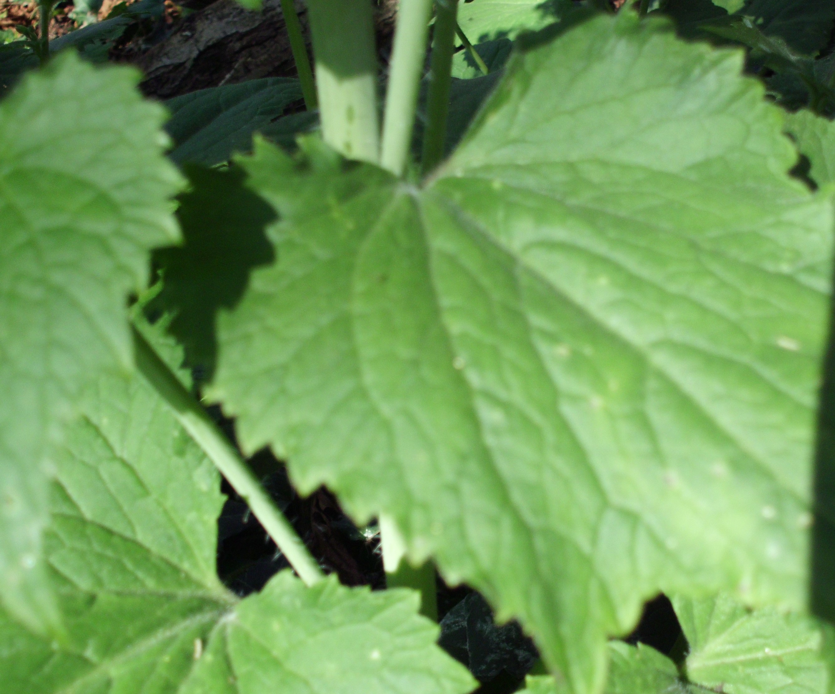 Annexe feuilles (2).JPG