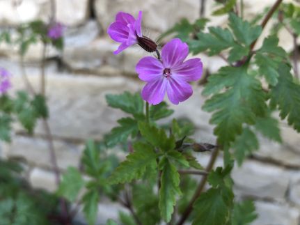 Annexe IMG_5101d.jpg