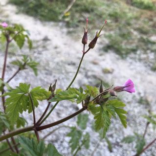 Annexe IMG_5107d.jpg