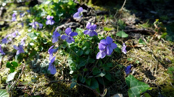 Annexe violette1.jpg