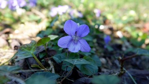 Annexe violette2.jpg