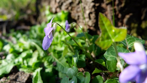 Annexe violette3.jpg