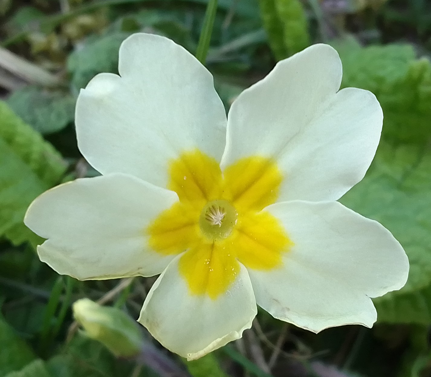 Annexe IMG_20200326_153906692.jpg