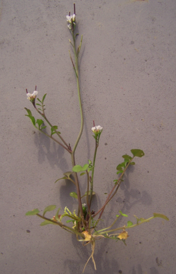 Annexe plante entière.PNG