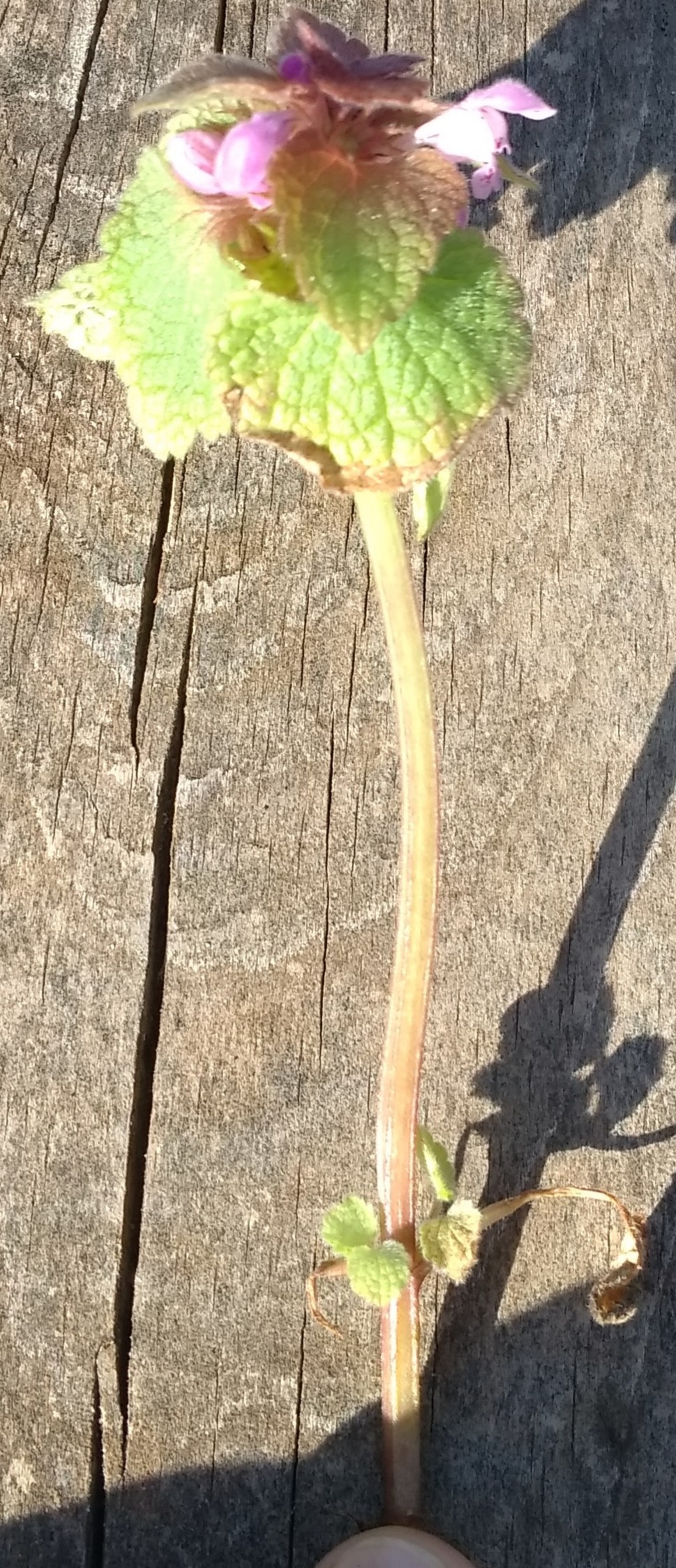 Annexe IMG_20200326_163344.jpg