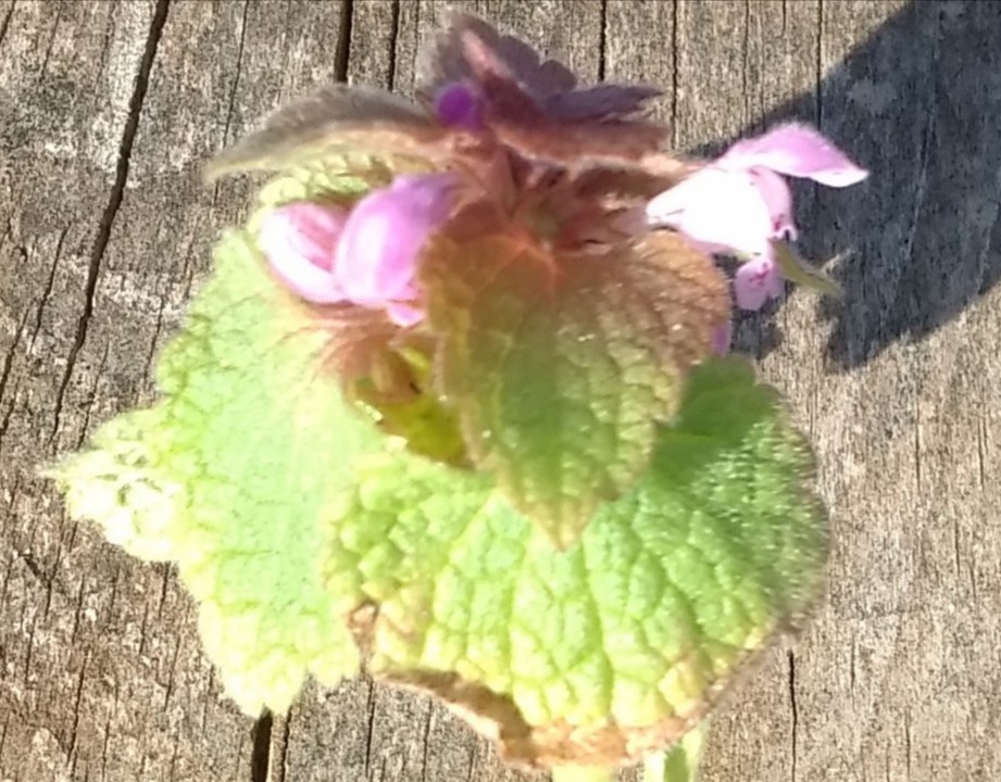 Annexe IMG_20200326_163532.jpg