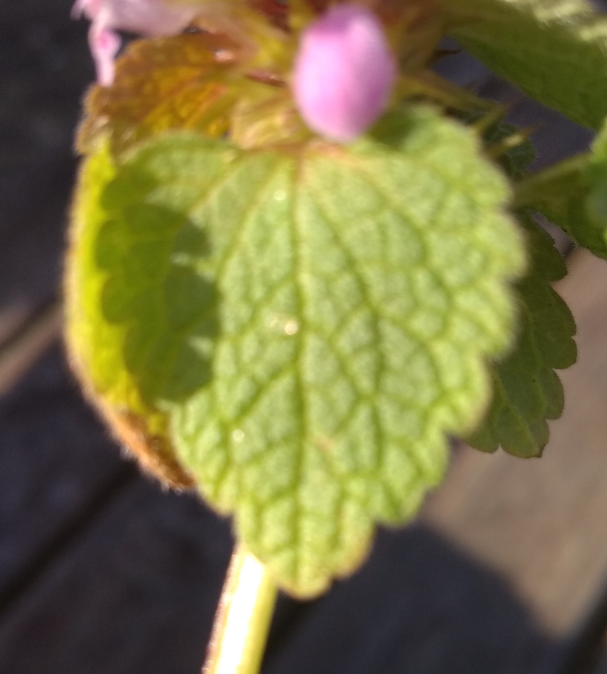 Annexe IMG_20200326_163708.jpg