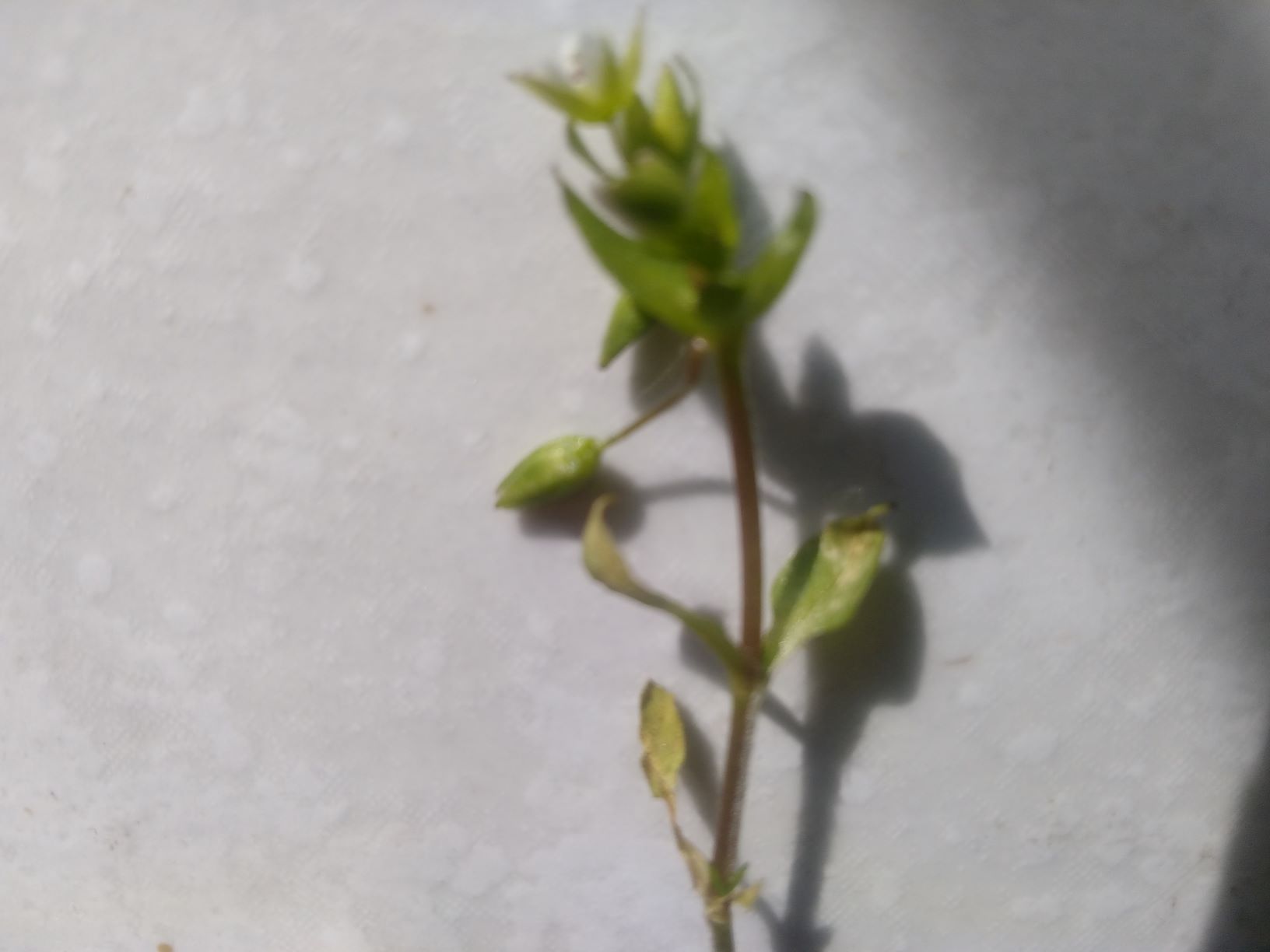 Annexe feuilles et tige.jpg