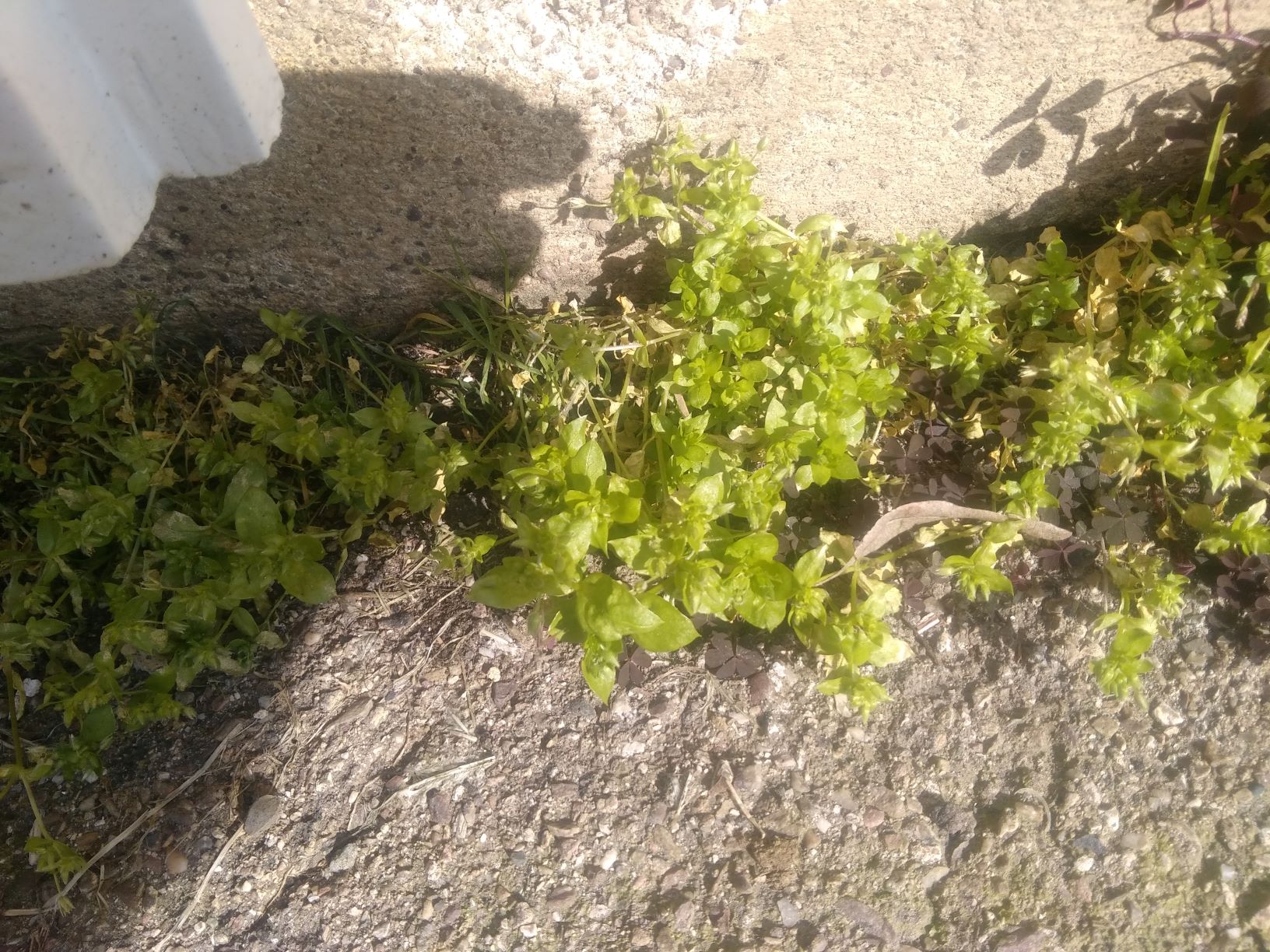 Annexe vue densemble.jpg