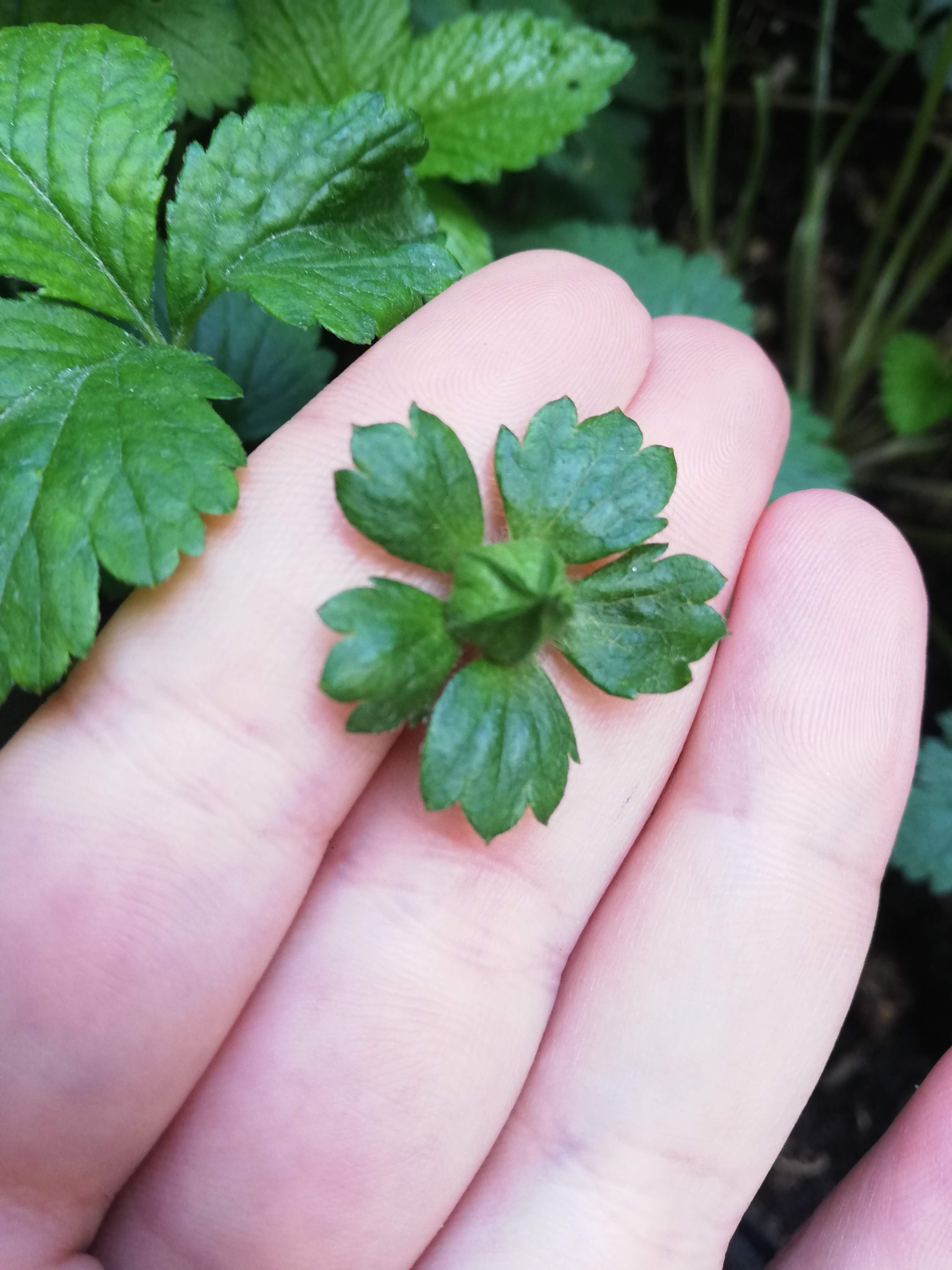 Annexe fraisier bouton.jpg