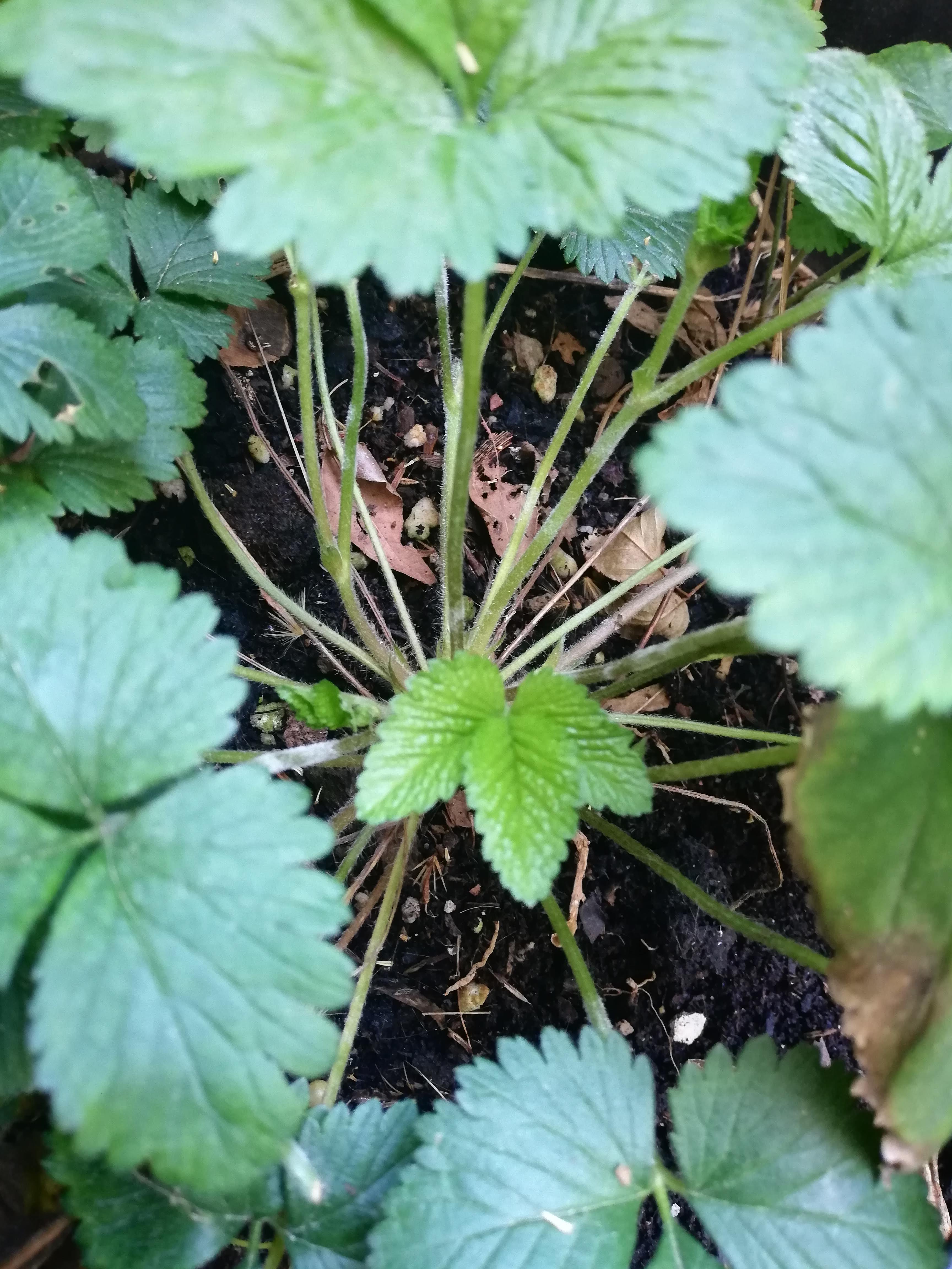 Annexe pieds fraisiers.jpg