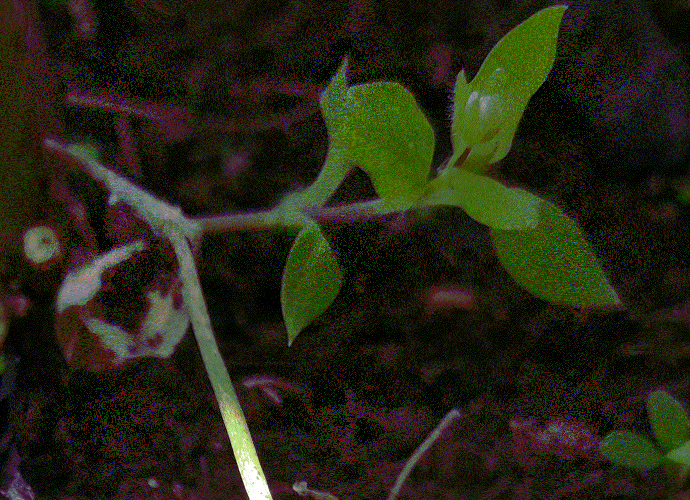 Annexe Sans titre.gif