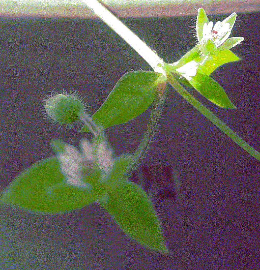 Annexe Sans titre2.gif