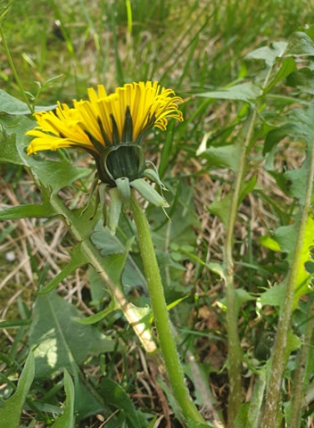 Annexe 90634055_2958090834230226_2873504808046690304_n.jpg